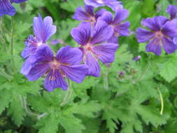 Image of Geranium × magnificum