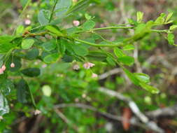 Image of Synostemon albiflorus (F. Muell. ex Müll. Arg.) Airy Shaw