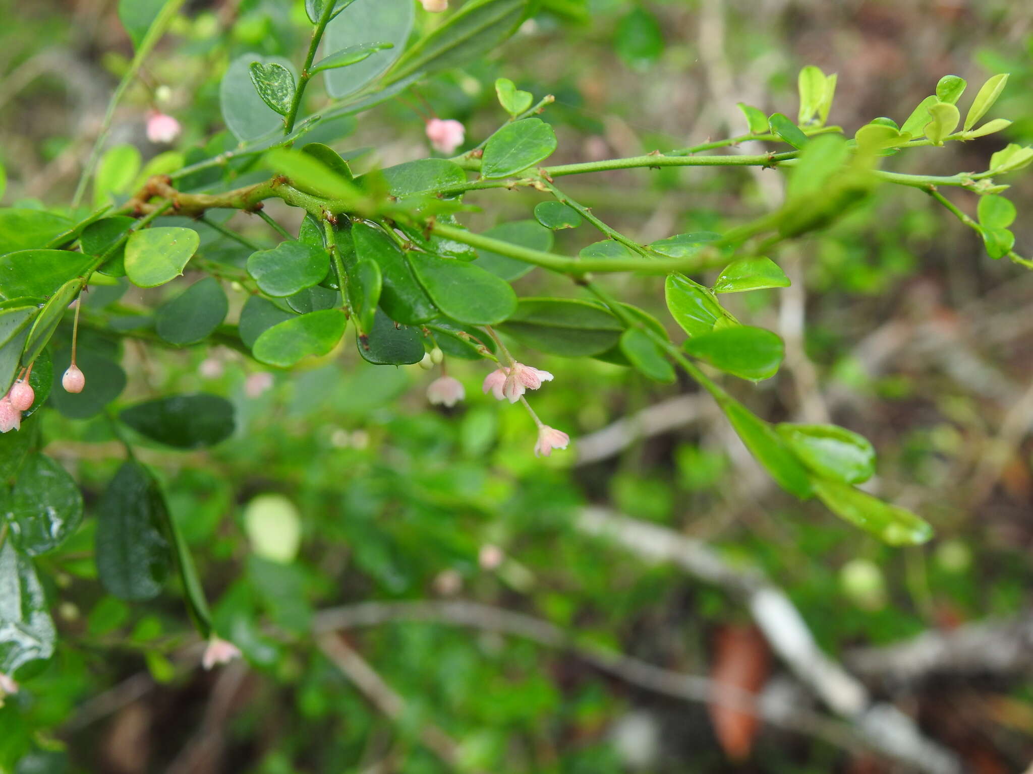 Image of Synostemon albiflorus (F. Muell. ex Müll. Arg.) Airy Shaw