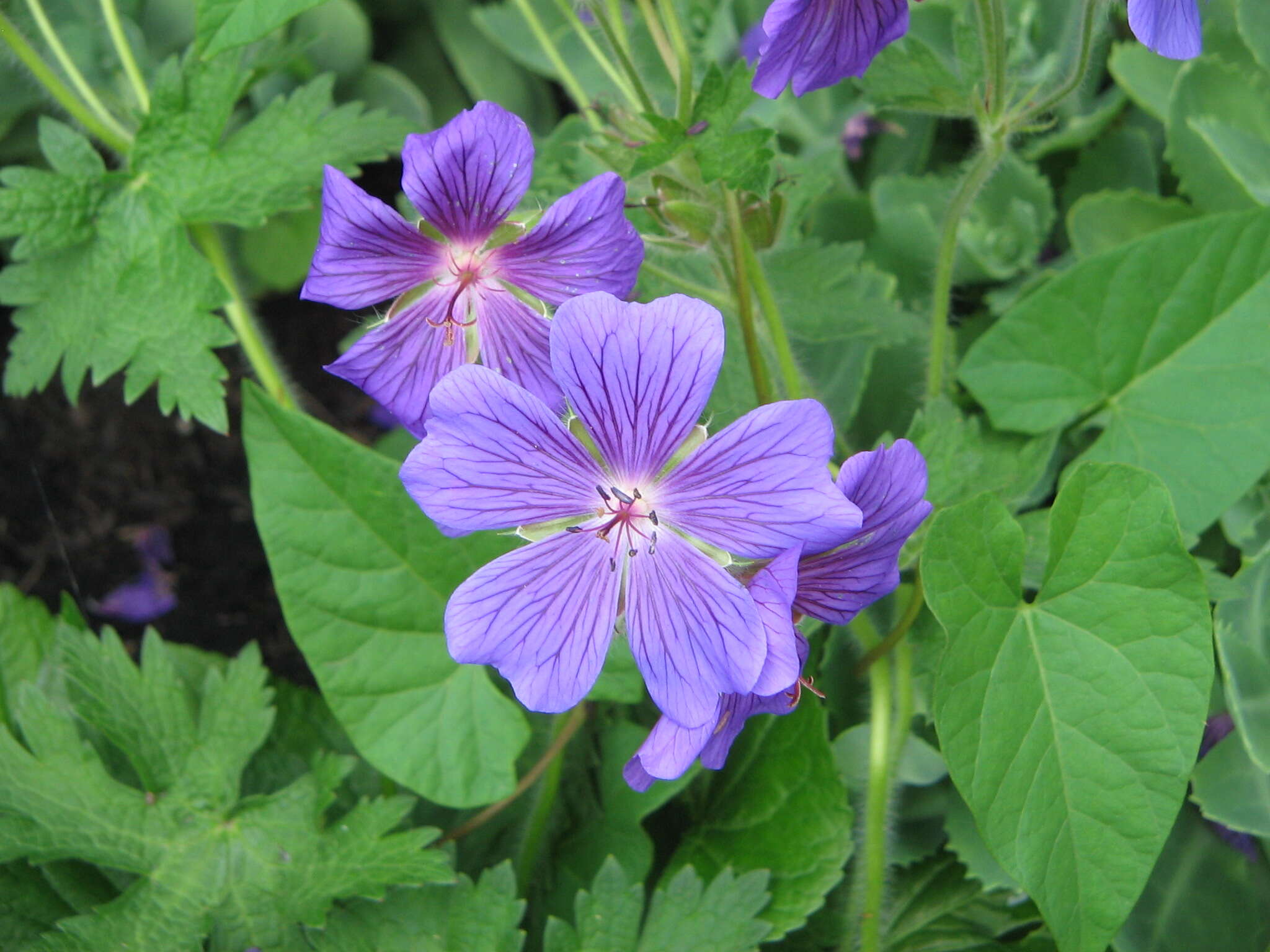 Image of Geranium × magnificum