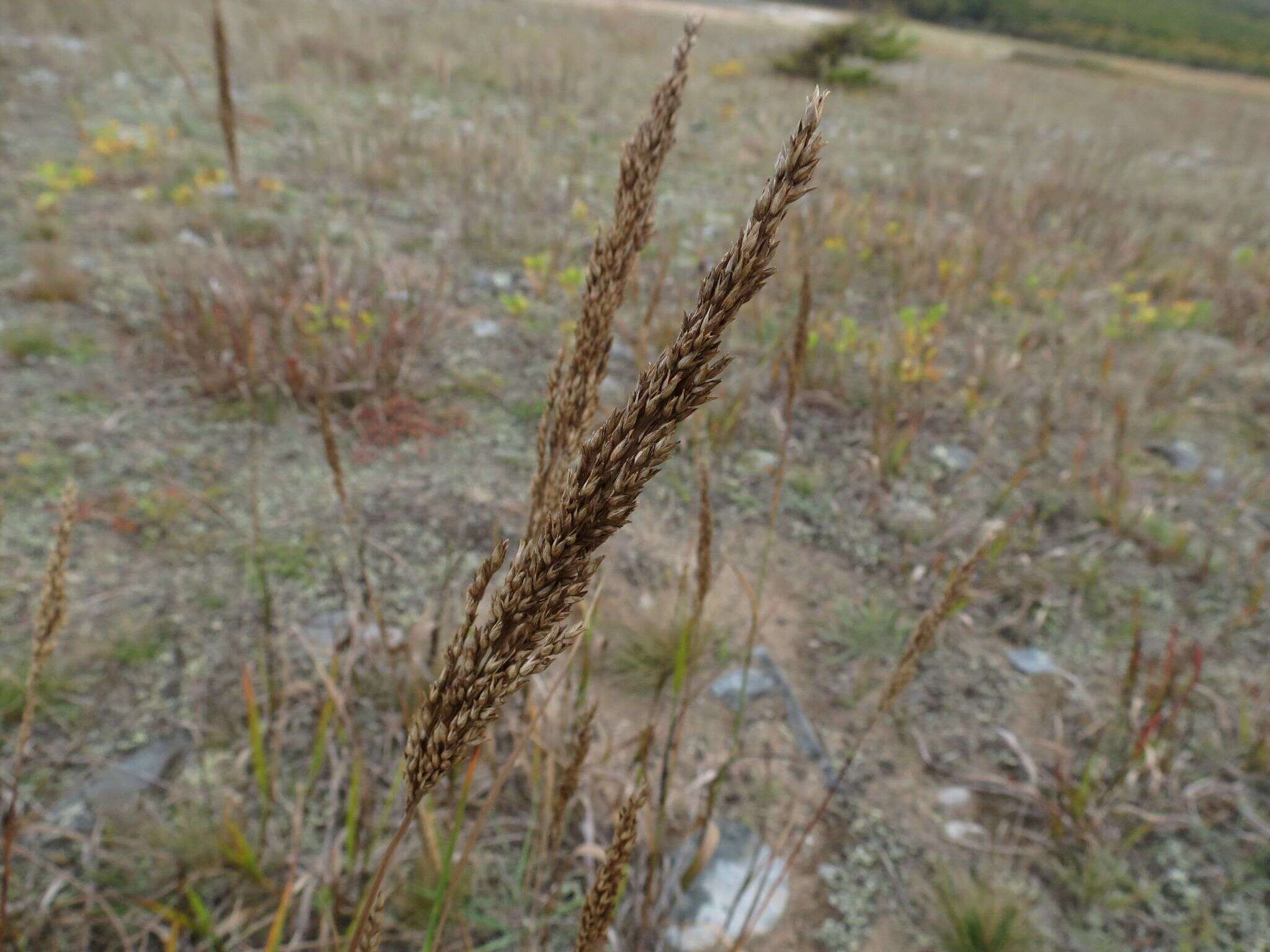 Plancia ëd Arundinella hirta (Thunb.) Tanaka