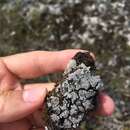 Image of earth lichen