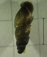 Image of Mud Snail