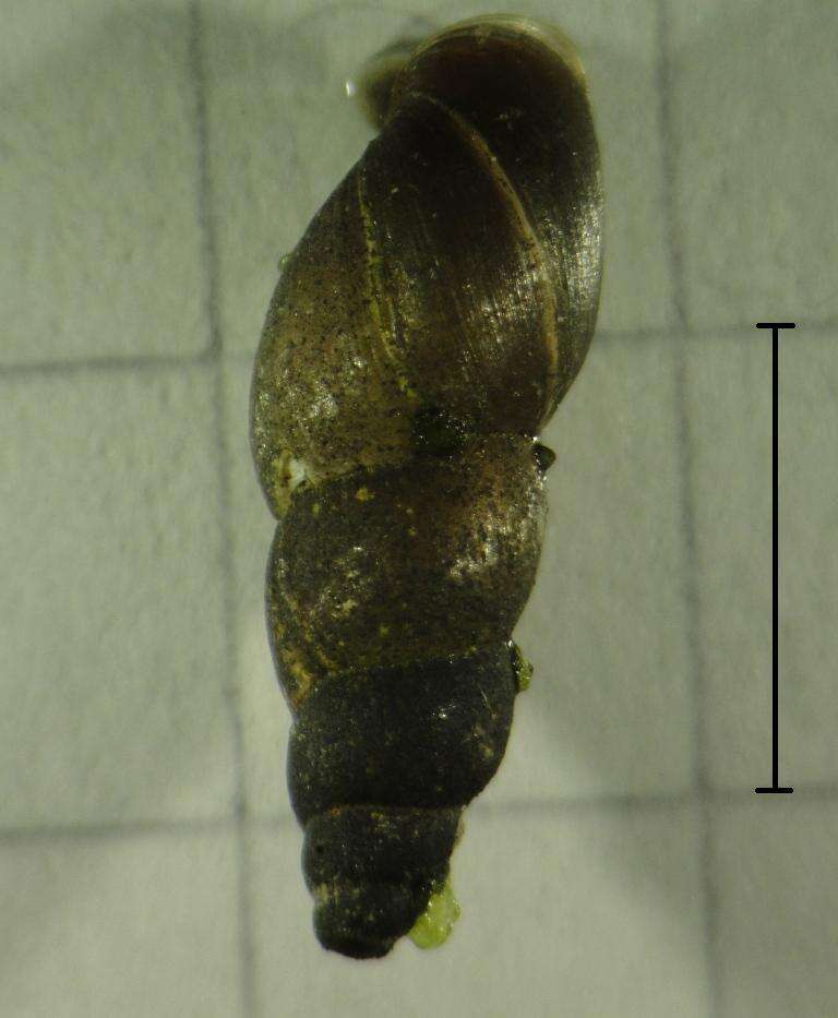 Image of Mud Snail