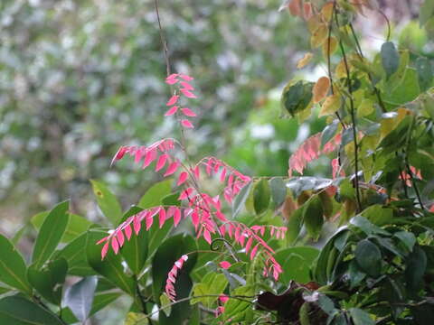 Image of Rourea microphylla (Hook. & Arn.) Planch.