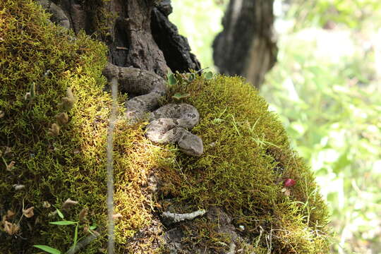 Crotalus lepidus maculosus Tanner, Dixon & Harris 1972 resmi