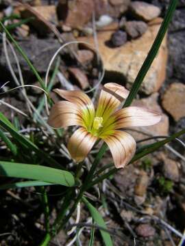 Image of Romulea hirsuta var. cuprea (Baker) M. P. de Vos