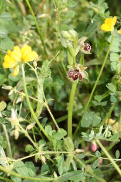 Image of Ophrys umbilicata Desf.