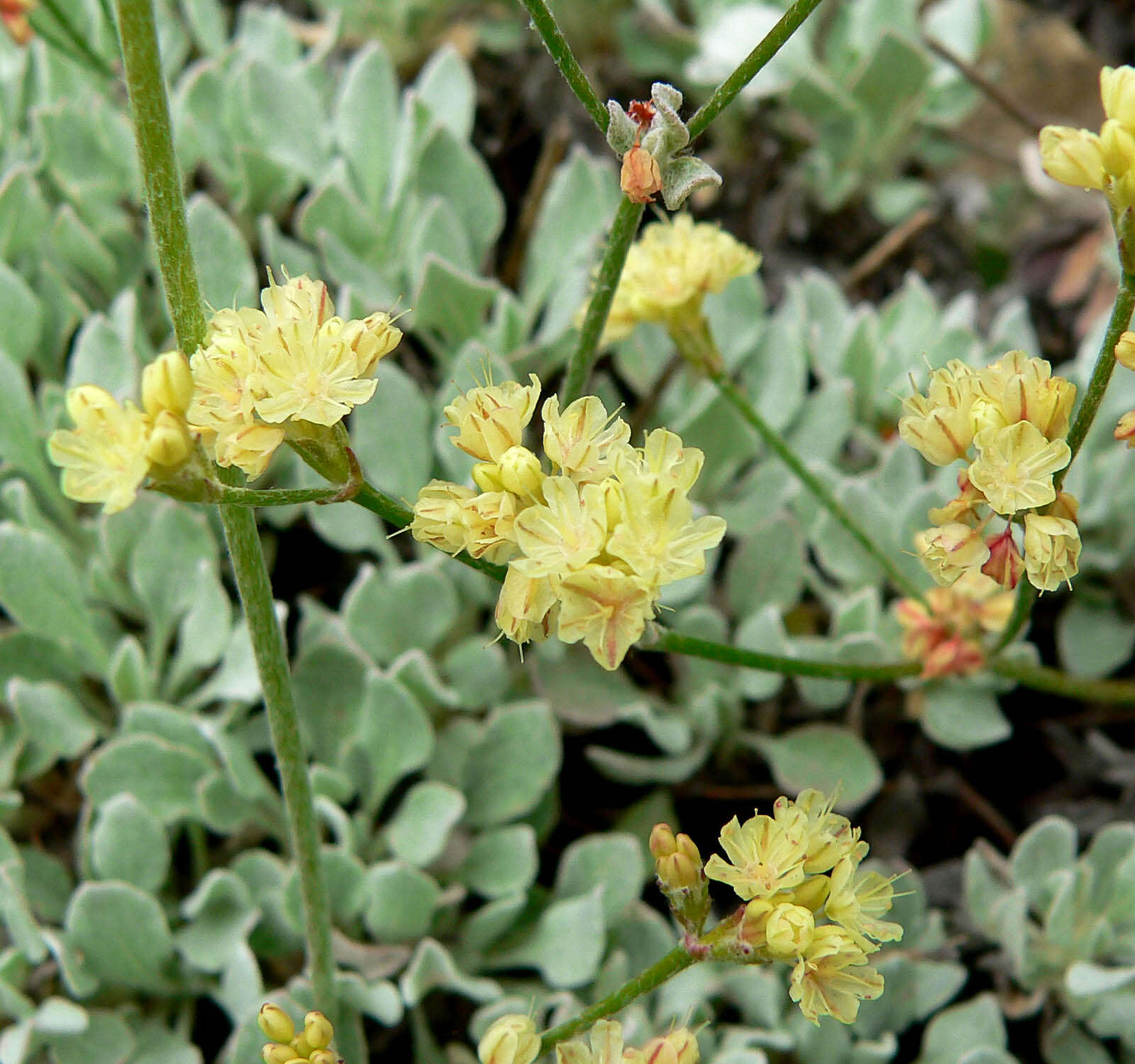 Image of cushion buckwheat