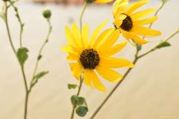 Image de Helianthus silphioides Nutt.