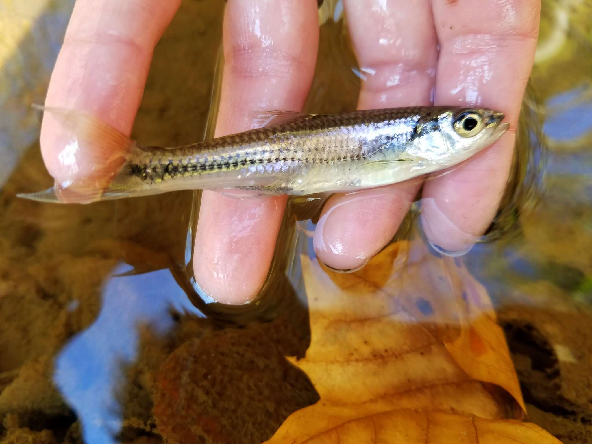 Image of Sandbar shiner