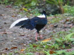 Image of Swinhoe's Pheasant