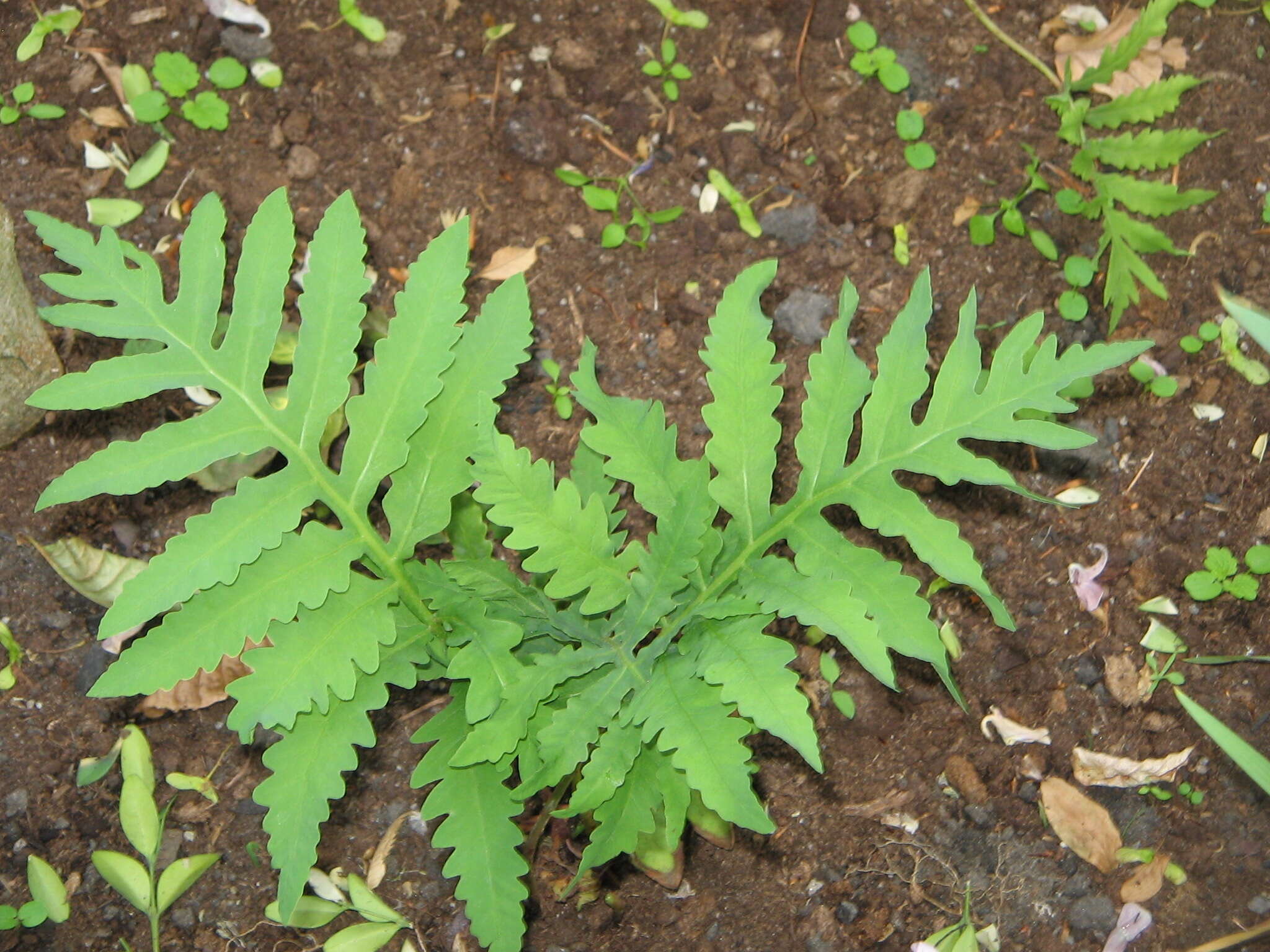 Image of sensitive fern