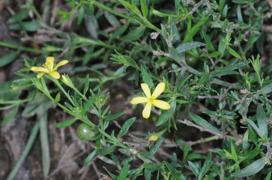 Plancia ëd Menodora integrifolia (Cham. & Schltdl.) Steud.