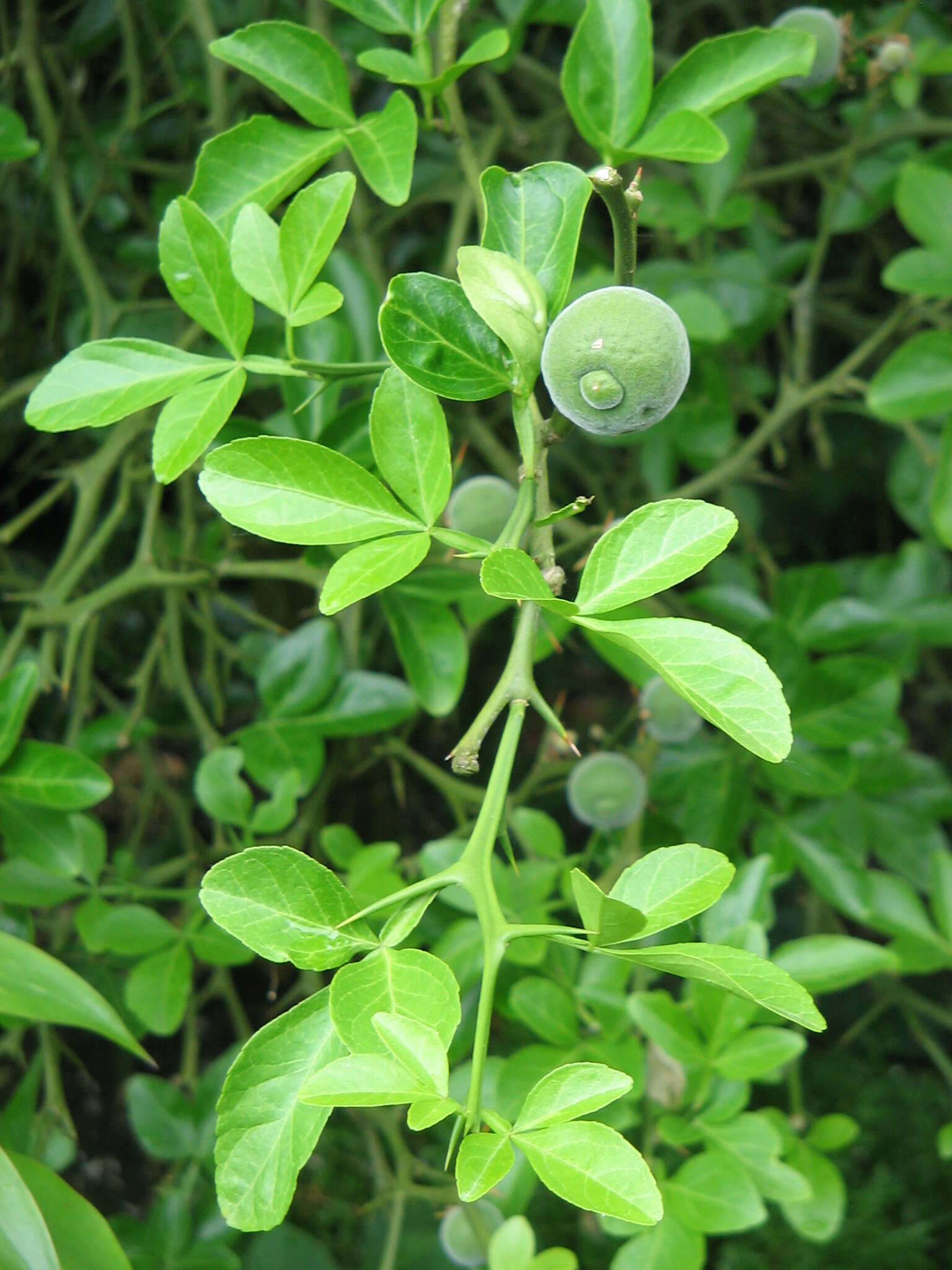 Image of hardy orange