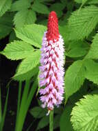 Image of Primula vialii Delavay ex Franch.