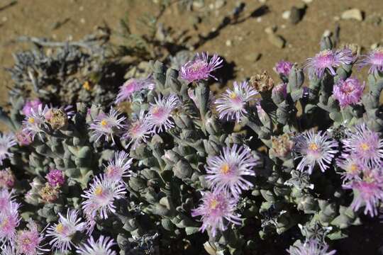 Слика од Ruschia grisea (L. Bol.) Schwant.