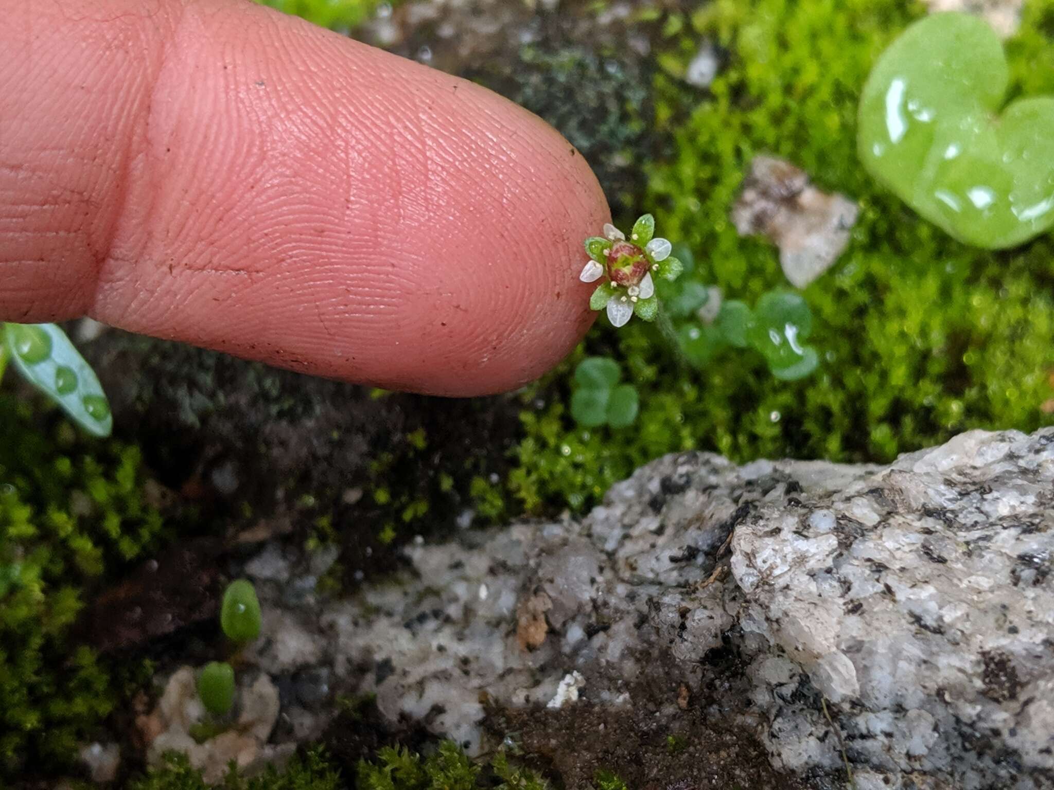 صورة Saxifraga hyperborea R. Br.