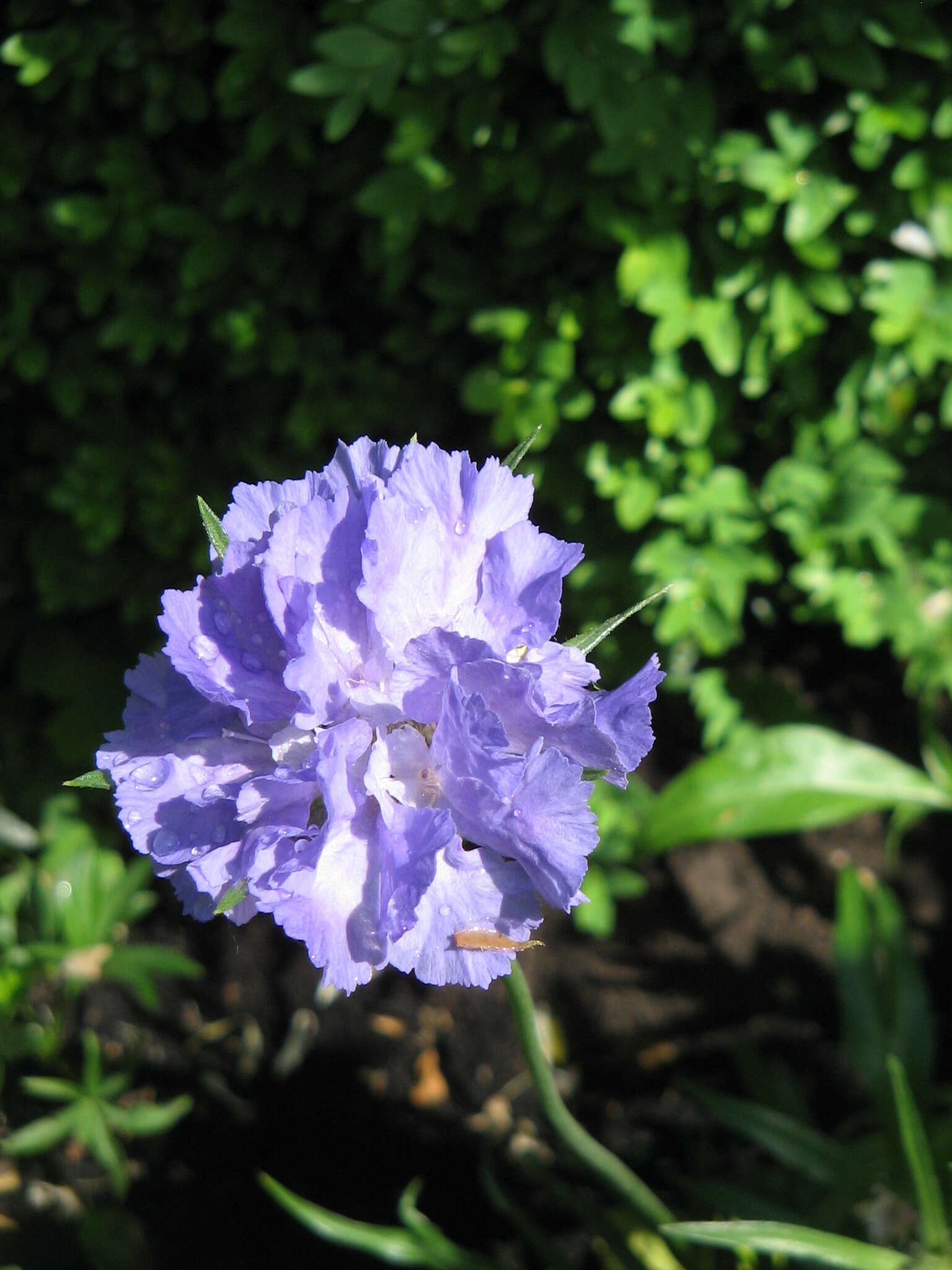 Image of Caucasian pincushion flower