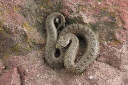 Image of Largenose Earth Snake