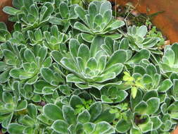 Imagem de Saxifraga cotyledon L.