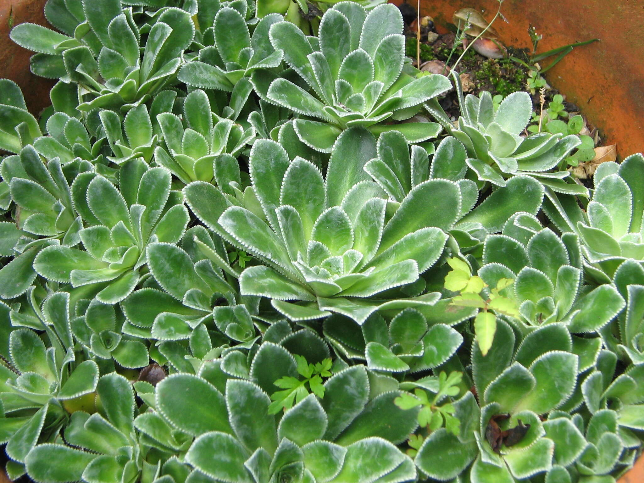 Imagem de Saxifraga cotyledon L.