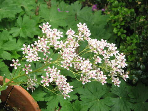 Image of Saxifraga cotyledon L.