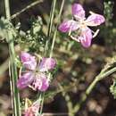 Plancia ëd Oenothera canescens Torr.