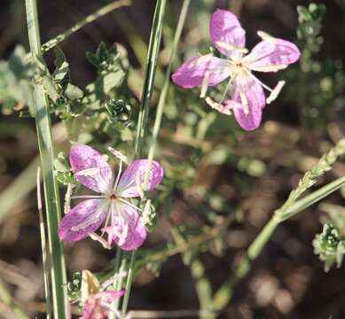 Plancia ëd Oenothera canescens Torr.