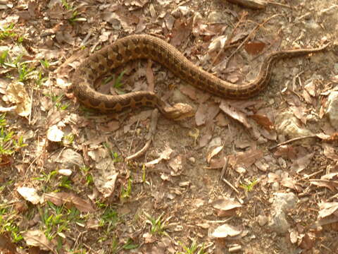 Image of Cerrophidion wilsoni Jadin, Townsend, Castoe & Campbell 2012