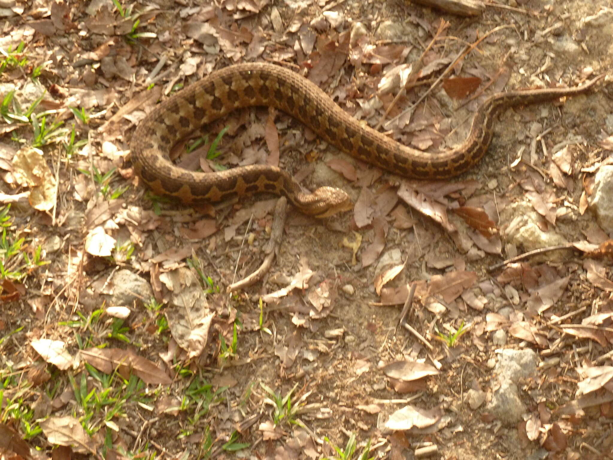 صورة Cerrophidion wilsoni Jadin, Townsend, Castoe & Campbell 2012