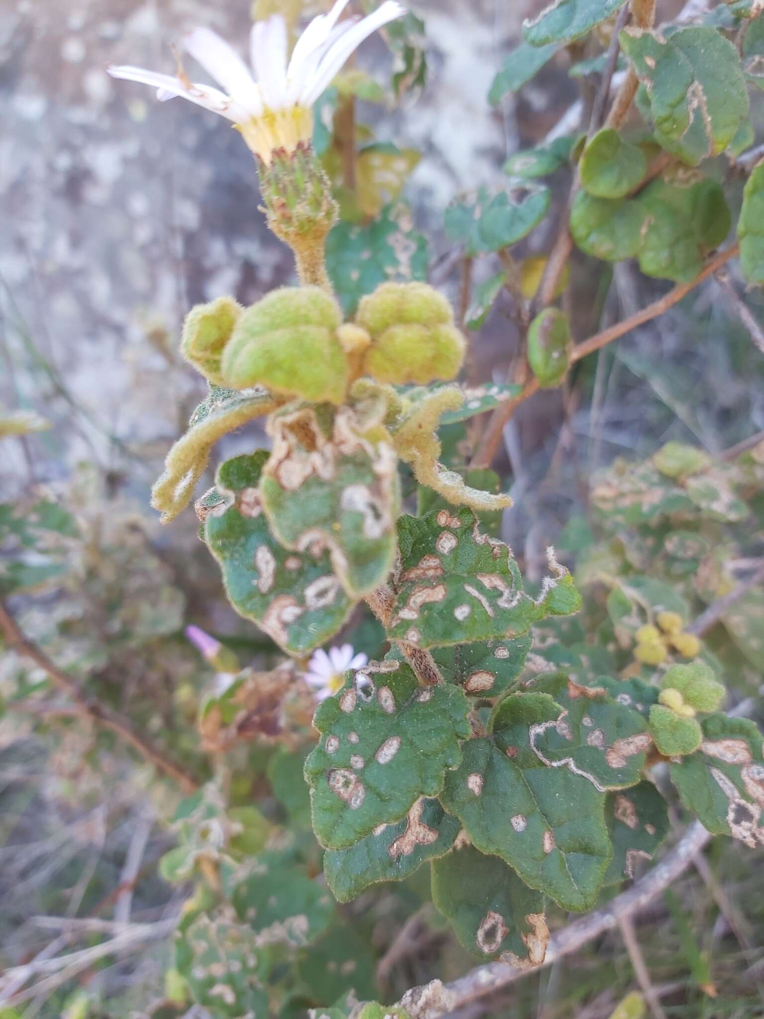 Image de Olearia tomentosa (Wendl.) DC.