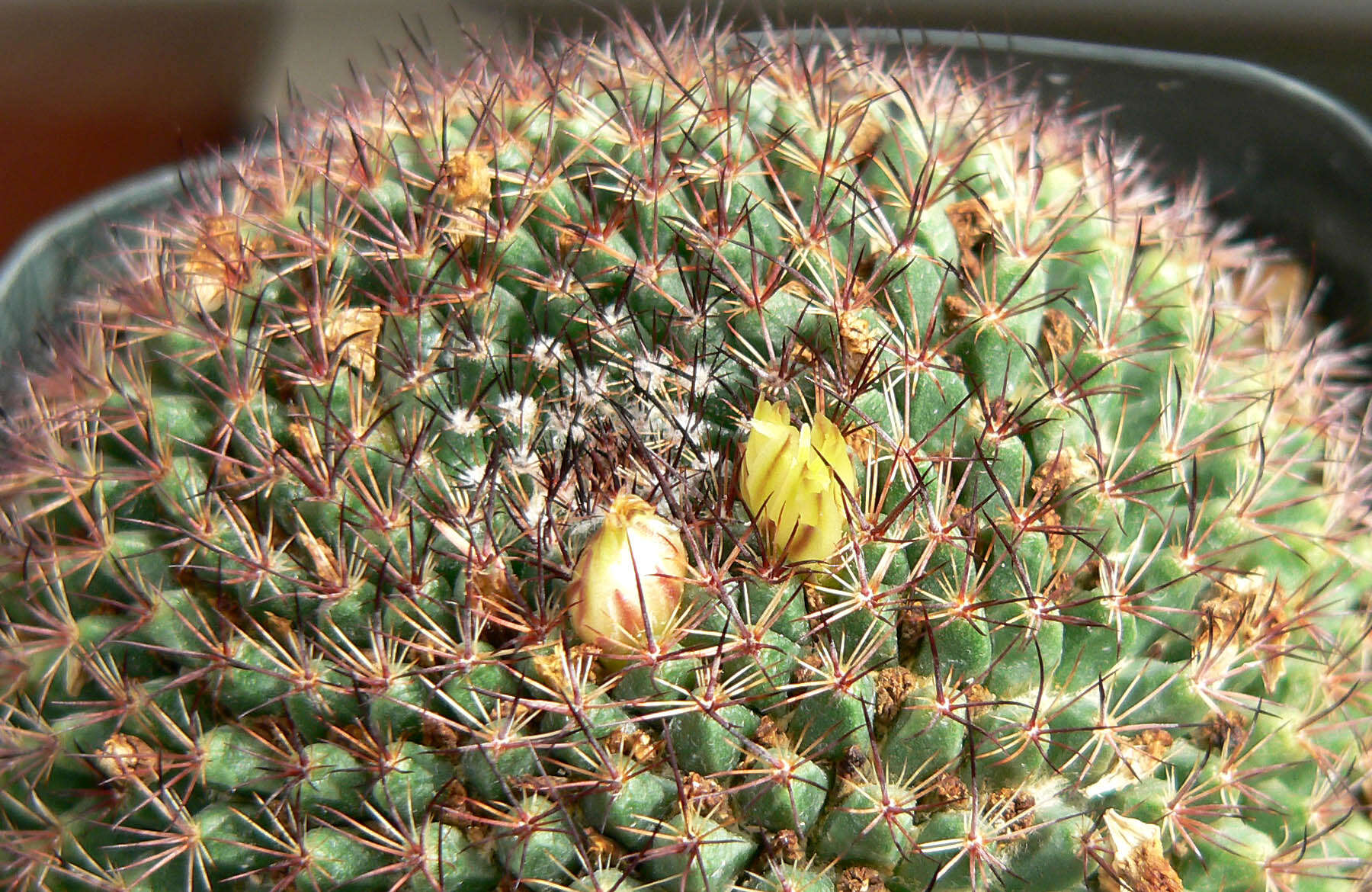 Image de Mammillaria brandegeei (J. M. Coult.) Engelm. ex K. Brandegee