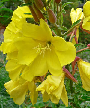 Oenothera elata Kunth的圖片