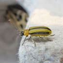 Image of Striped cucumber beetle