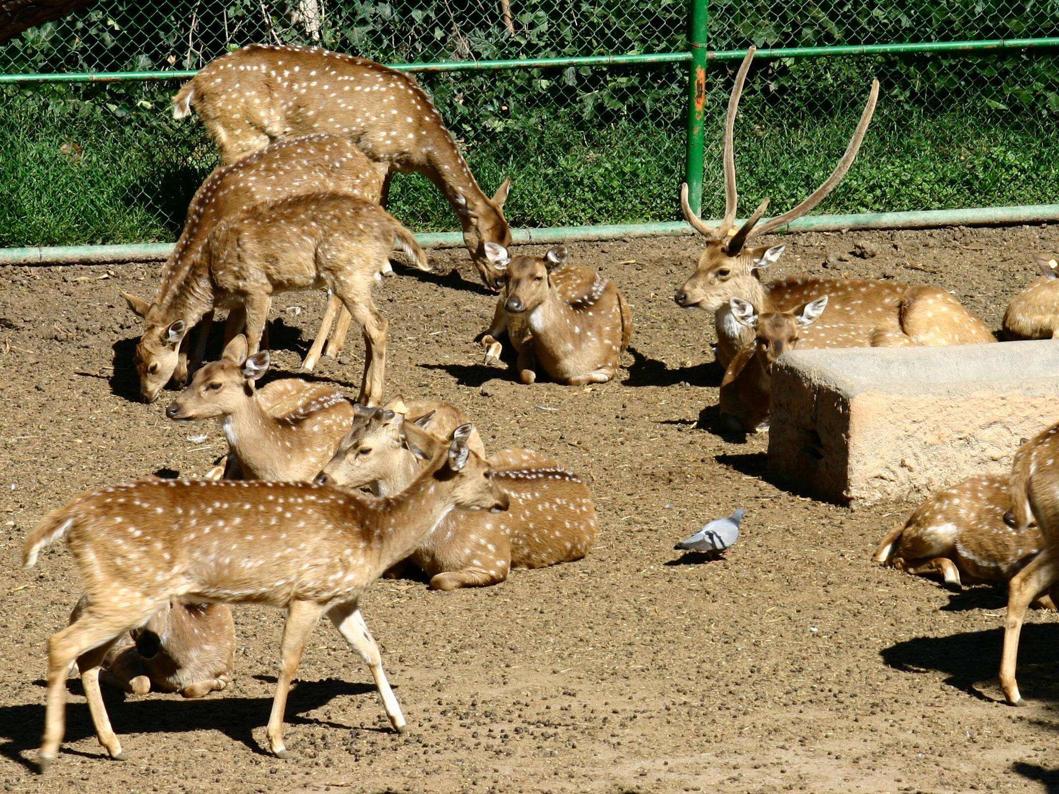 Image of Axis Deer