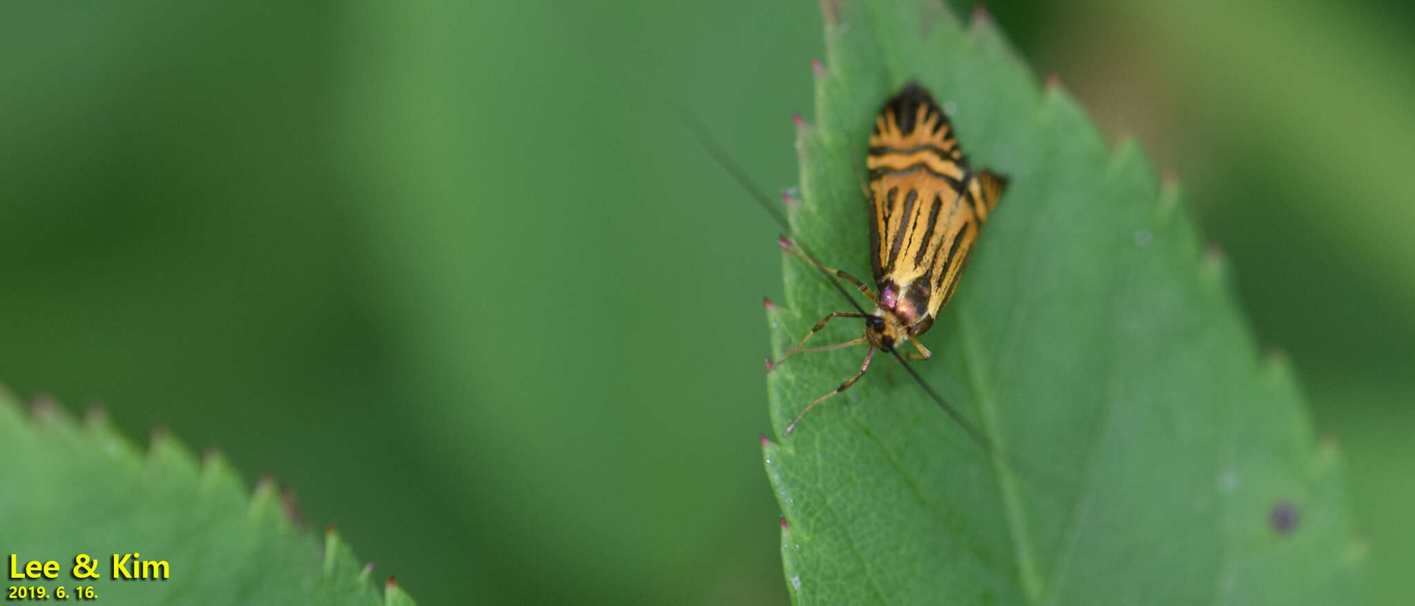 Image of Nemophora chalybeella Bremer 1864