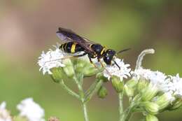 Image of Philanthus gibbosus (Fabricius 1775)