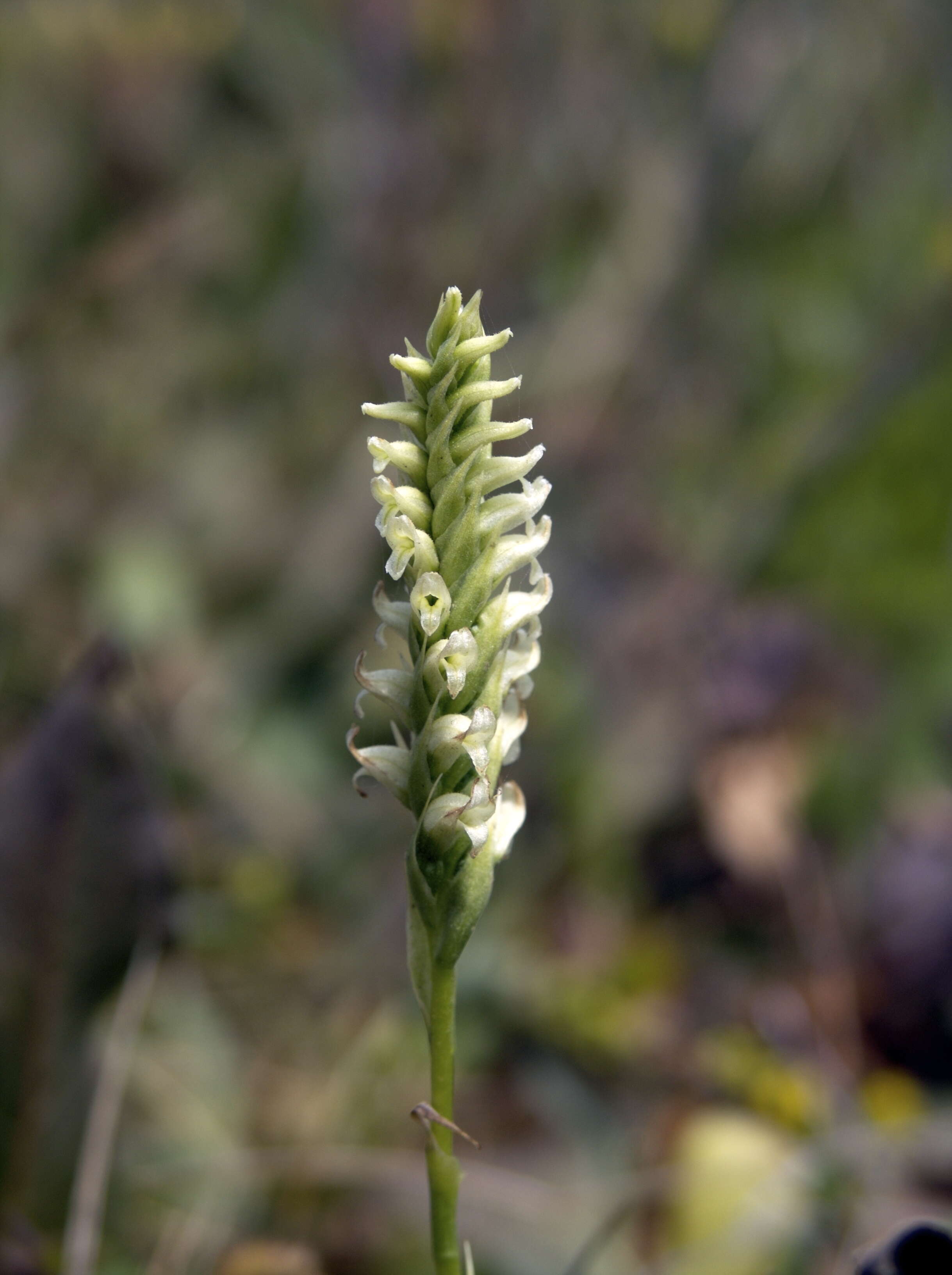 Image of hooded lady's tresses