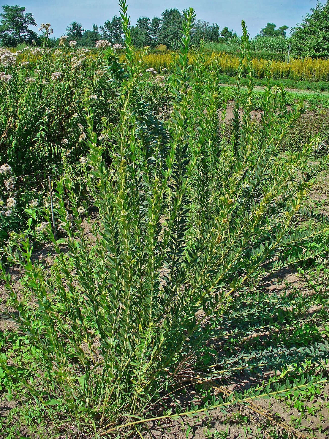 Lespedeza capitata Michx. resmi