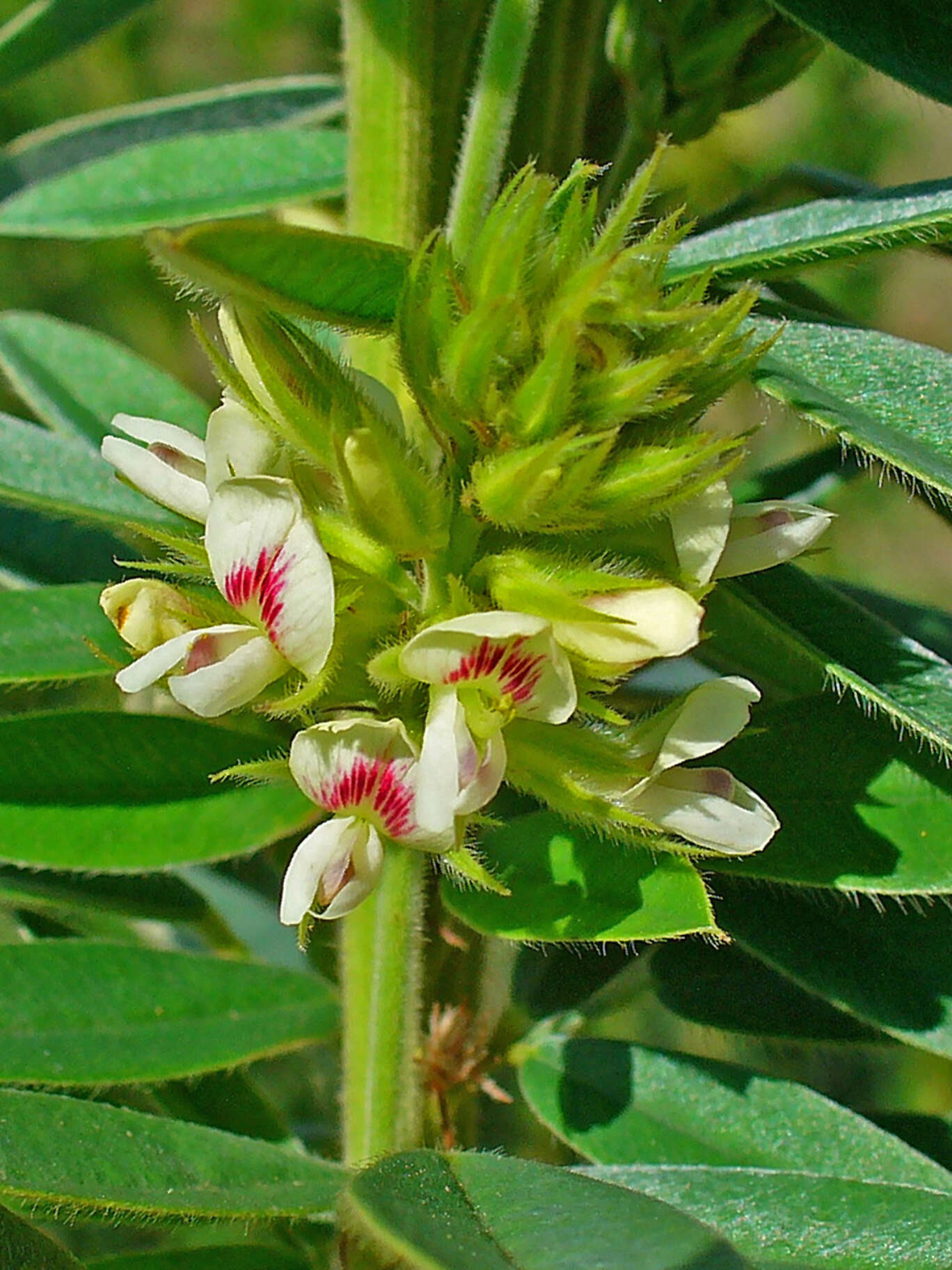 Lespedeza capitata Michx. resmi