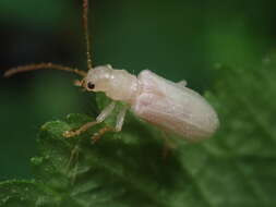 Image of Syneta albida J. L. Le Conte 1857