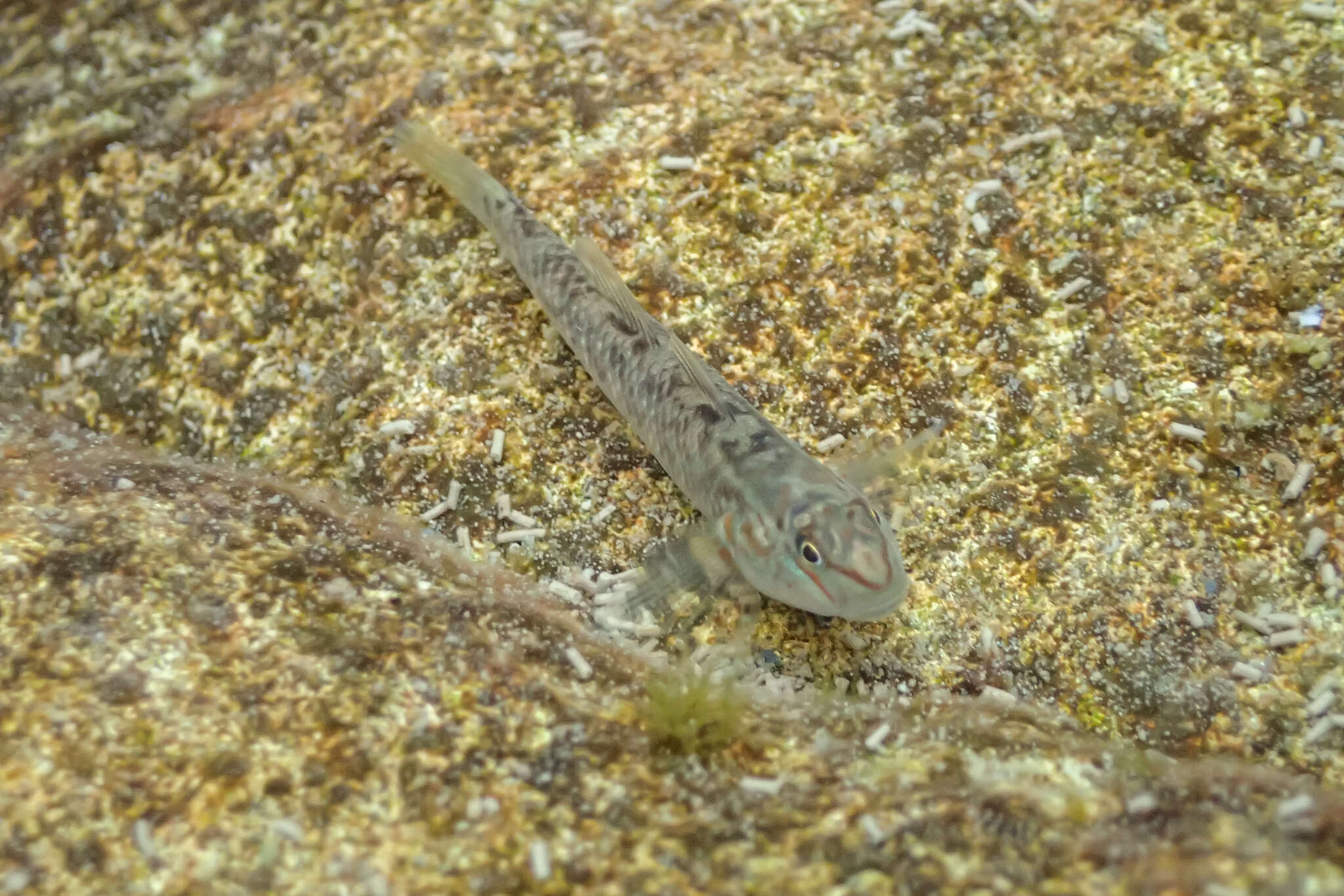 Слика од Rhinogobius candidianus (Regan 1908)