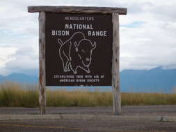 Image of American Bison