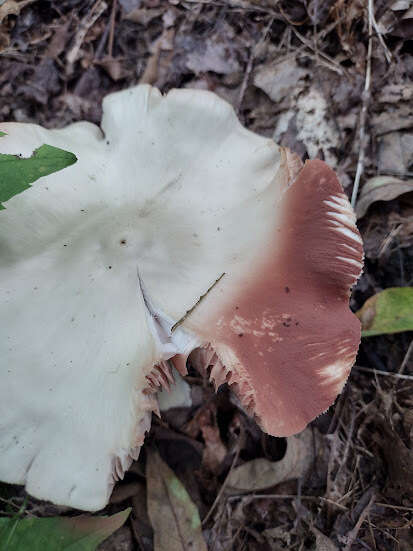 Image of Entoloma subsinuatum Murrill 1917