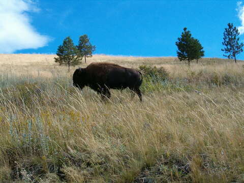 Image of American Bison