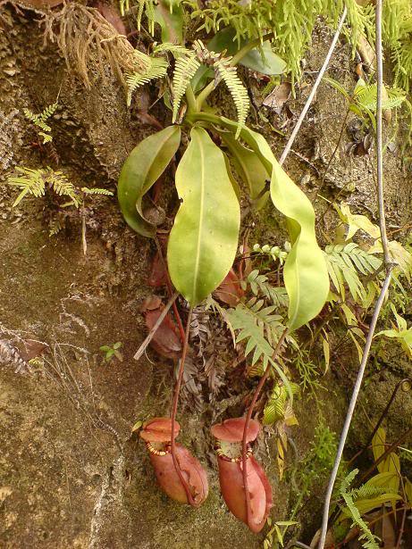 Image of <i>Nepenthes sumatrana</i>