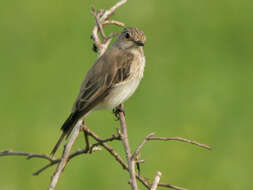 Image of Spotted Flycatcher