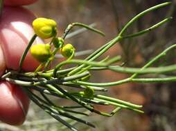 Image of Senna artemisioides subsp. filifolia