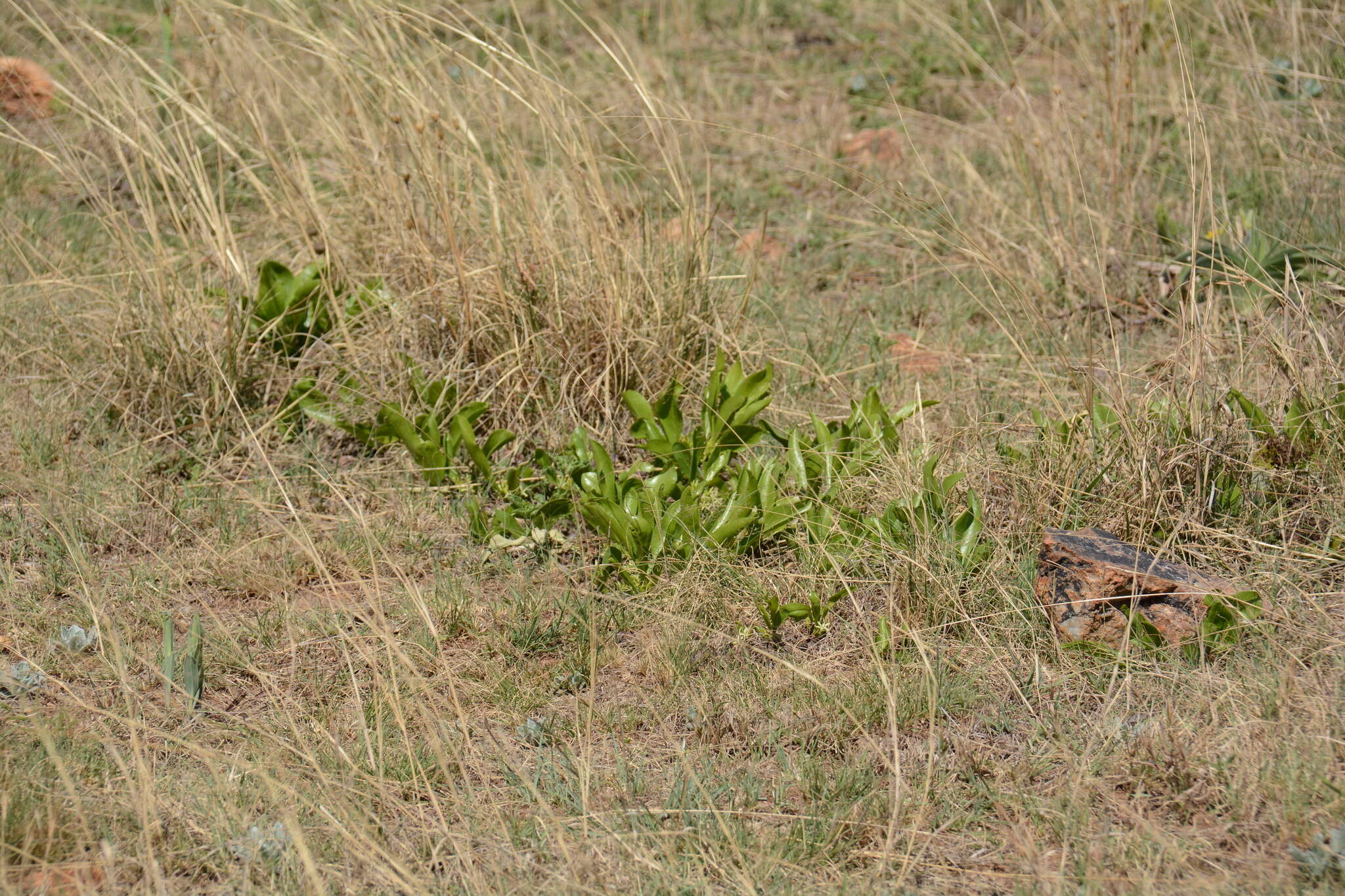 صورة Pygmaeothamnus zeyheri (Sond.) Robyns